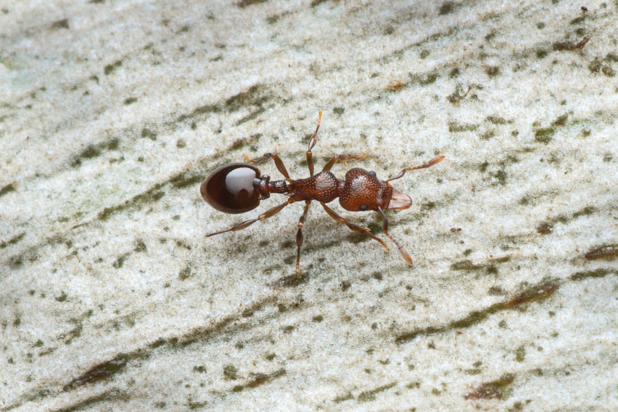 Mesostruma exolympica