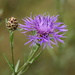 Brown Knapweed - Photo (c) Udo Schmidt, some rights reserved (CC BY-SA)