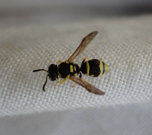 Antepipona deflenda