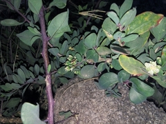 Stegnosperma halimifolium