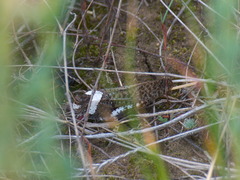 Angaracris barabensis