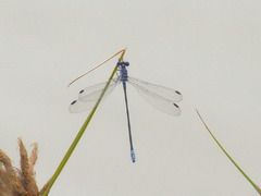 Lestes macrostigma