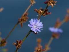 Cichorium intybus