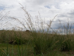 Stipa splendens