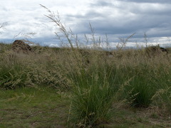 Stipa splendens