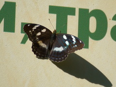 Argynnis sagana