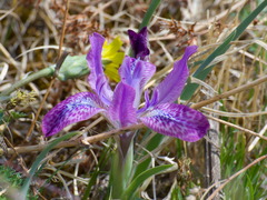 Iris tigridia