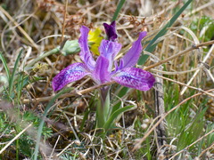 Iris tigridia