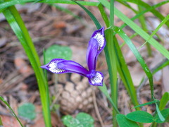 Iris ruthenica