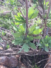 Romneya coulteri