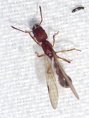 Paratopula macta