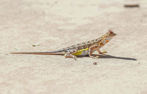 Elegant Earless Lizard, Holbrookia elegans