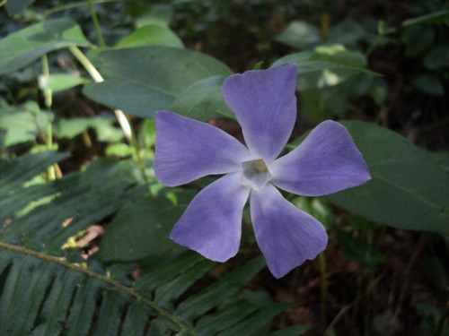 Vinca major