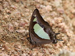 Polyura agraria