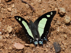 Polyura agraria
