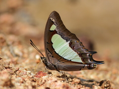Polyura agraria