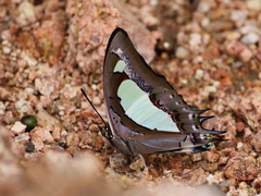 Polyura agraria