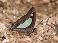 Polyura agraria