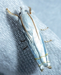 Eschata