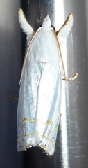 Eschata