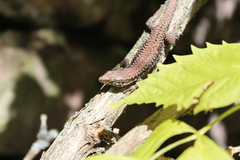 Podarcis muralis