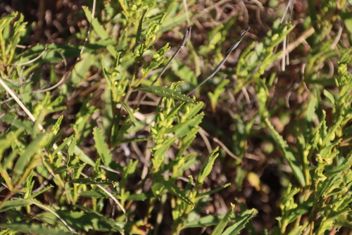 Image of Hermannia saccifera by (c) Tony Rebelo, some rights reserved (CC BY-SA)