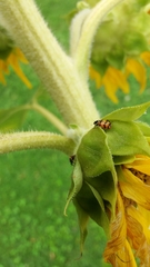 Eriopis chilensis