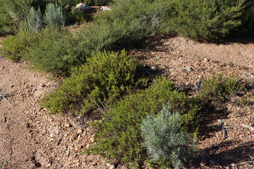 Image of Hermannia saccifera by (c) Tony Rebelo, some rights reserved (CC BY-SA)