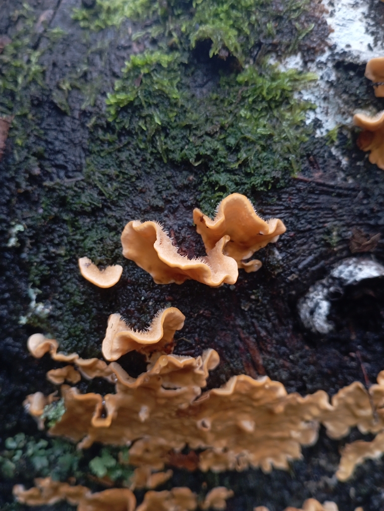 Stereum hirsutum · July 2023 · photo: © sur_endemico (iNaturalist, cc-by-nc)