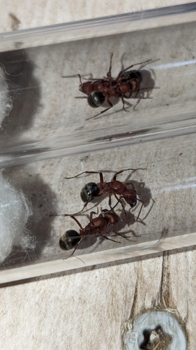 Formica subintegra photo 5