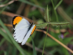 Colotis aurora