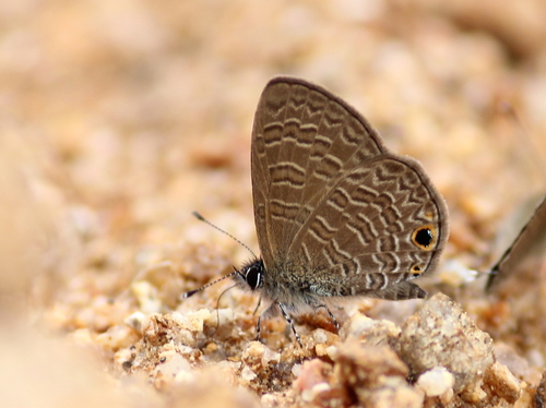 Photo of Tailless Lineblue (Prosotas dubiosa)