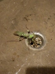 Idolomantis diabolica