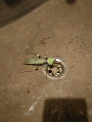 Idolomantis diabolica