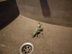 Idolomantis diabolica