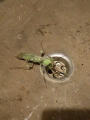 Idolomantis diabolica