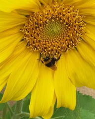 Bombus terrestris