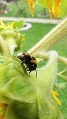 Bombus terrestris