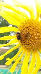 Bombus terrestris