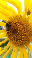 Bombus terrestris