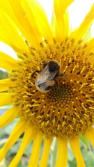 Bombus terrestris