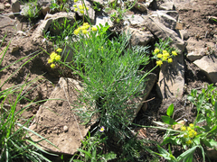 Lomatium graveolens graveolens