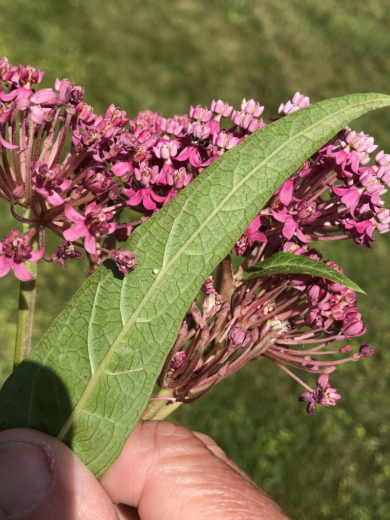 monarch-from-n-36th-ave-e-duluth-mn-us-on-july-30-2023-at-11-46-am