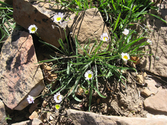 Erigeron eatonii