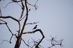 Lamprotornis chloropterus