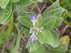 Vitex rotundifolia