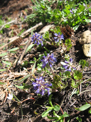 Veronica utahensis