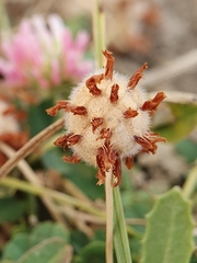 Trifolium fragiferum image