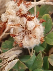 Trifolium fragiferum image