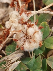 Trifolium fragiferum image